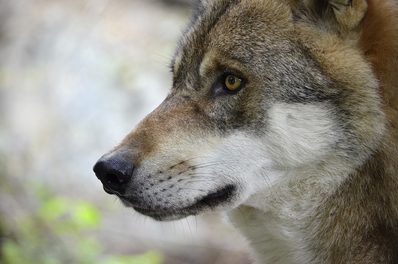 Portrait eines Wolfes