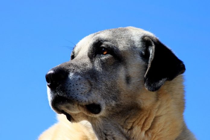 ST Förderung von Hund und Zaun WILD UND HUND