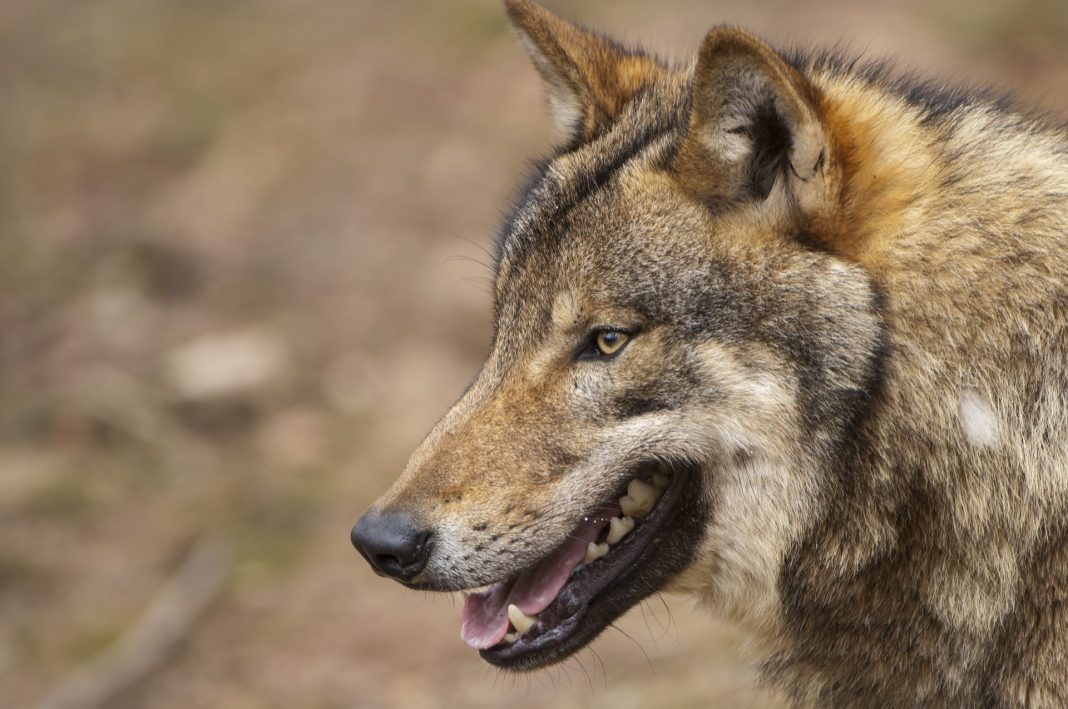 Wolfsschütze freigesprochen WILD UND HUND