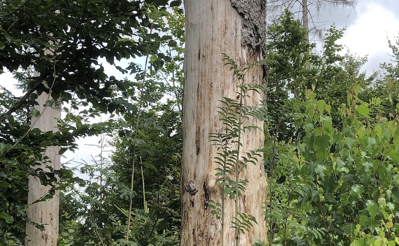 Alter toter Baum in einem Wald