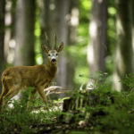 Roe,Deer,Buck,(capreolus,Capreolus),In,Summer,Forest