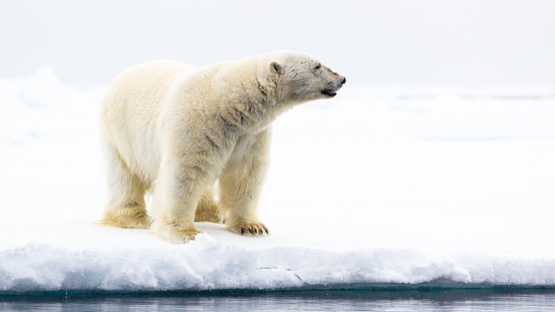 Eisbär durchstreift die arktische Eislandschaft.