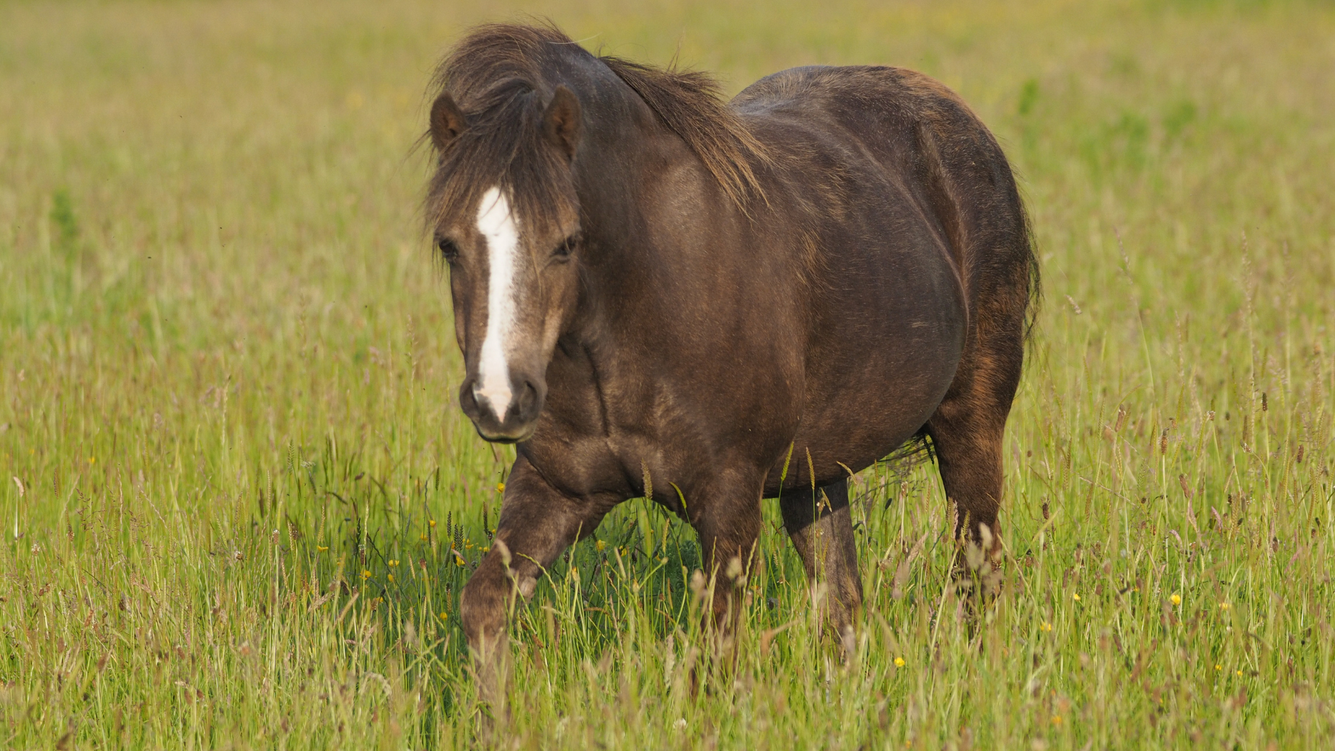 Pony auf der Weide.