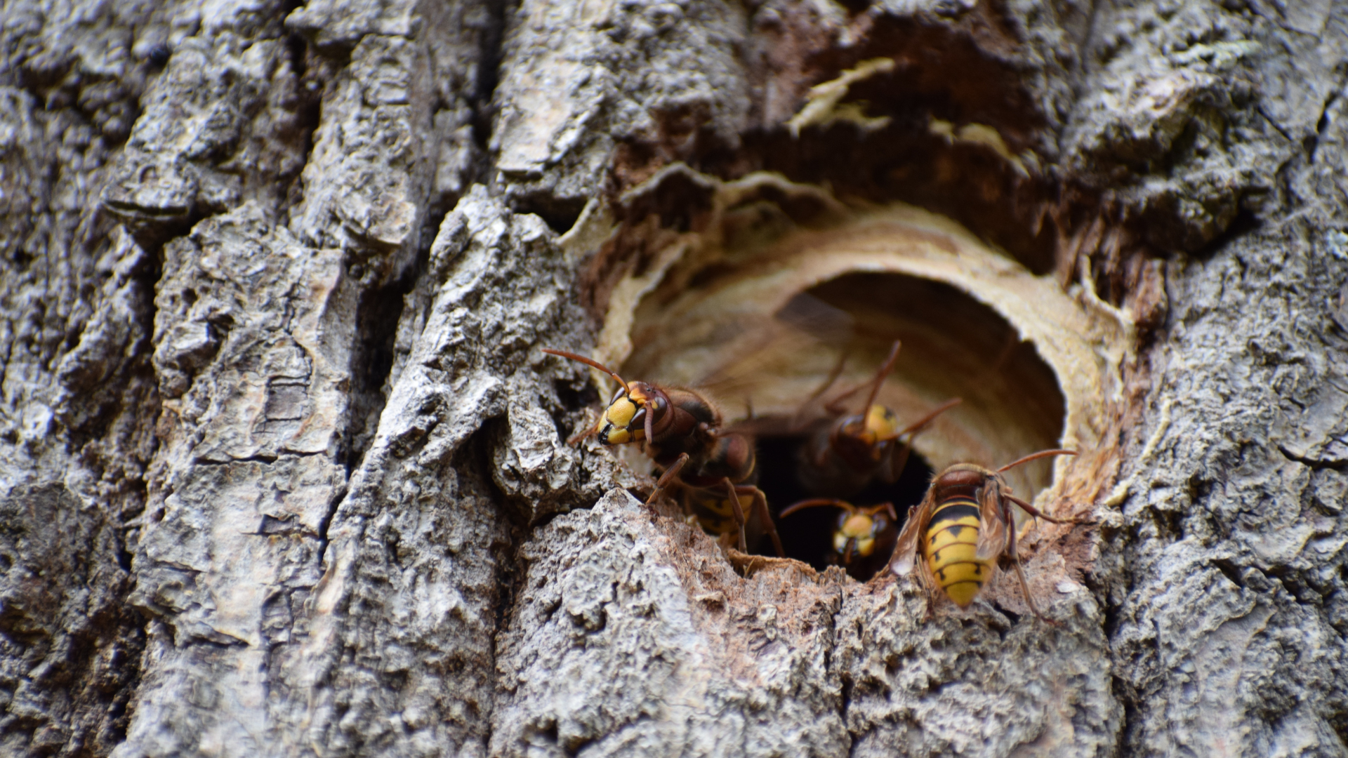 Hornissen-Nest in einem Baumstumpf.