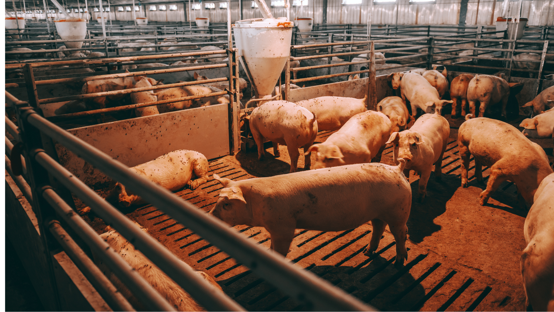 Schweine in einem landwirtschaftlichen Betrieb.