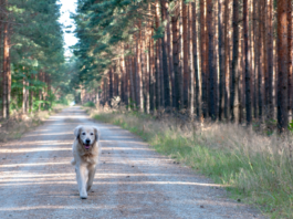 Frei laufender Hund im Wald
