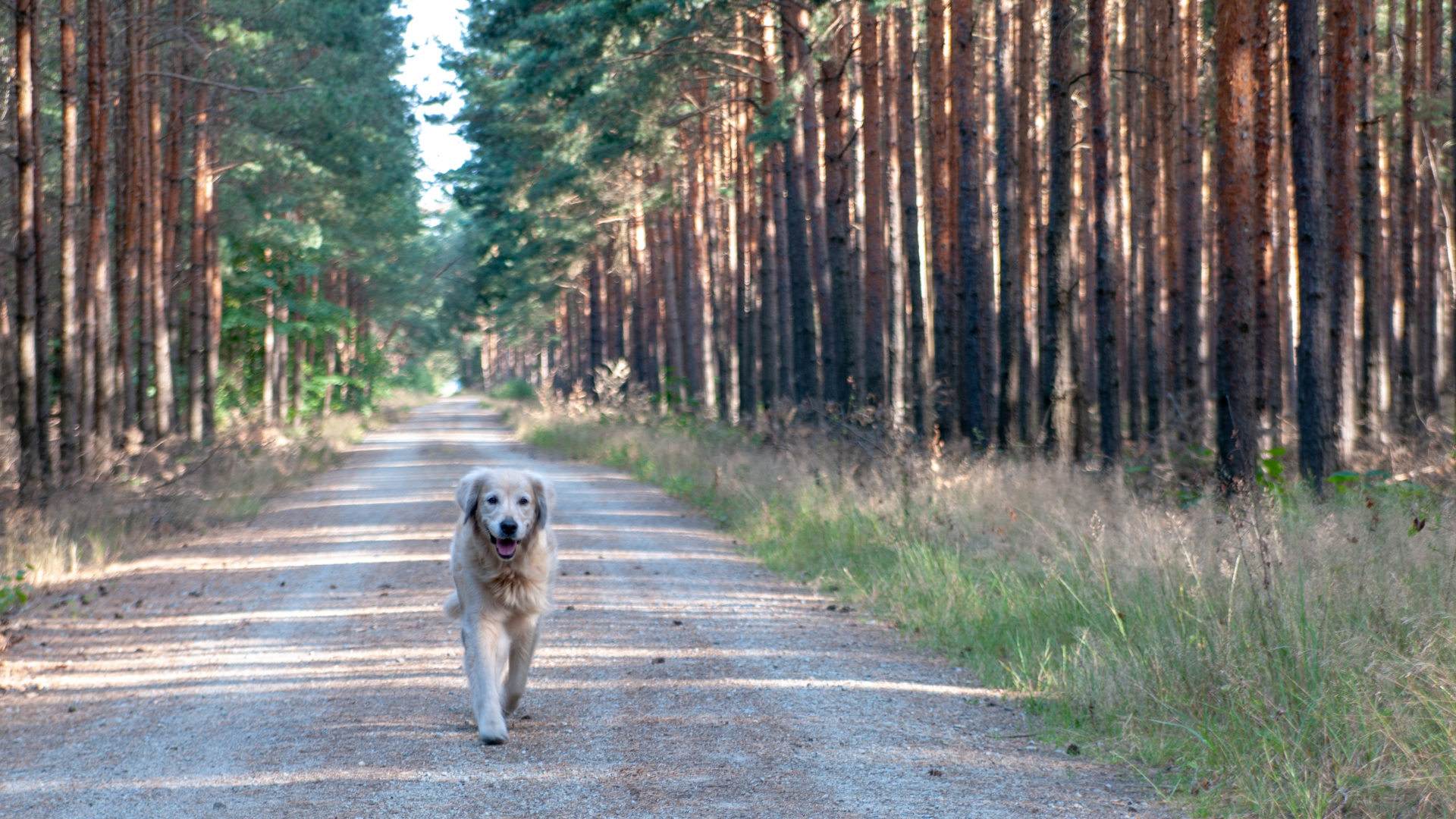 Frei laufender Hund im Wald