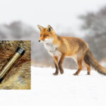 red fox in a winter landscape