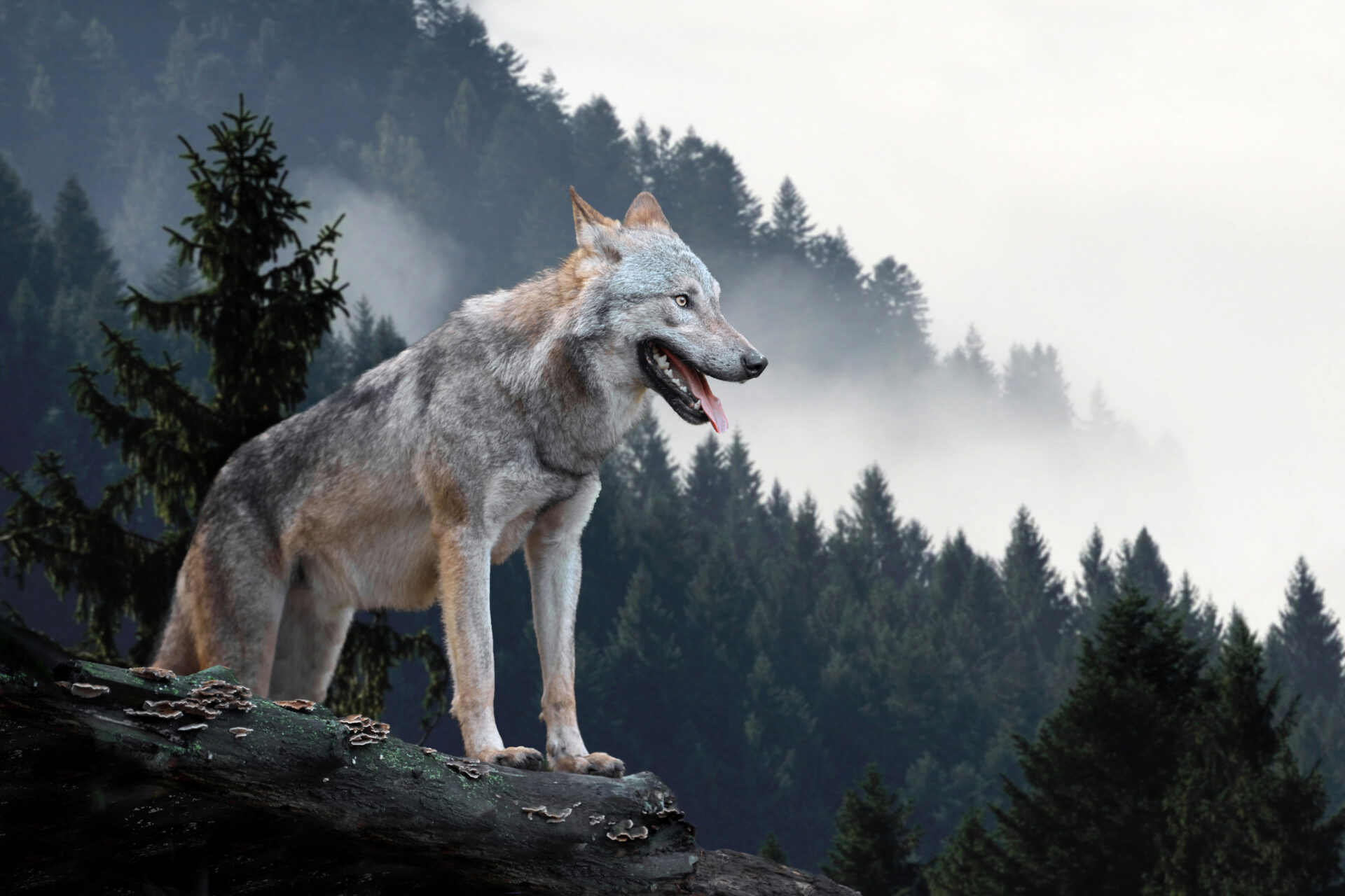 Wolf auf einem Felsen