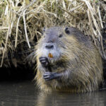 Nutria