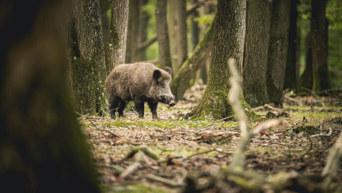 Wildschwein im Wald: Die ASP-Seuchengefahr geht zurück