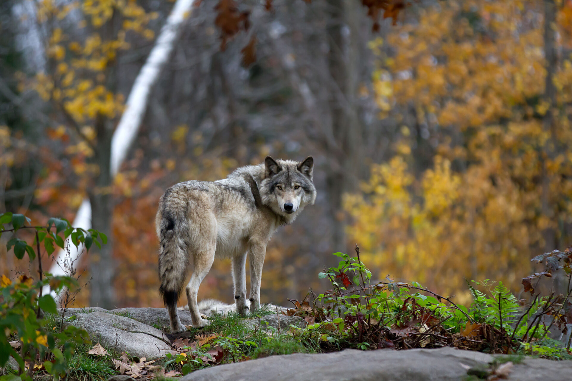 Wolf in einem Waldstück