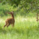 Abnormer knuffiger Rehbock pflückt frische Buchenblätter von e