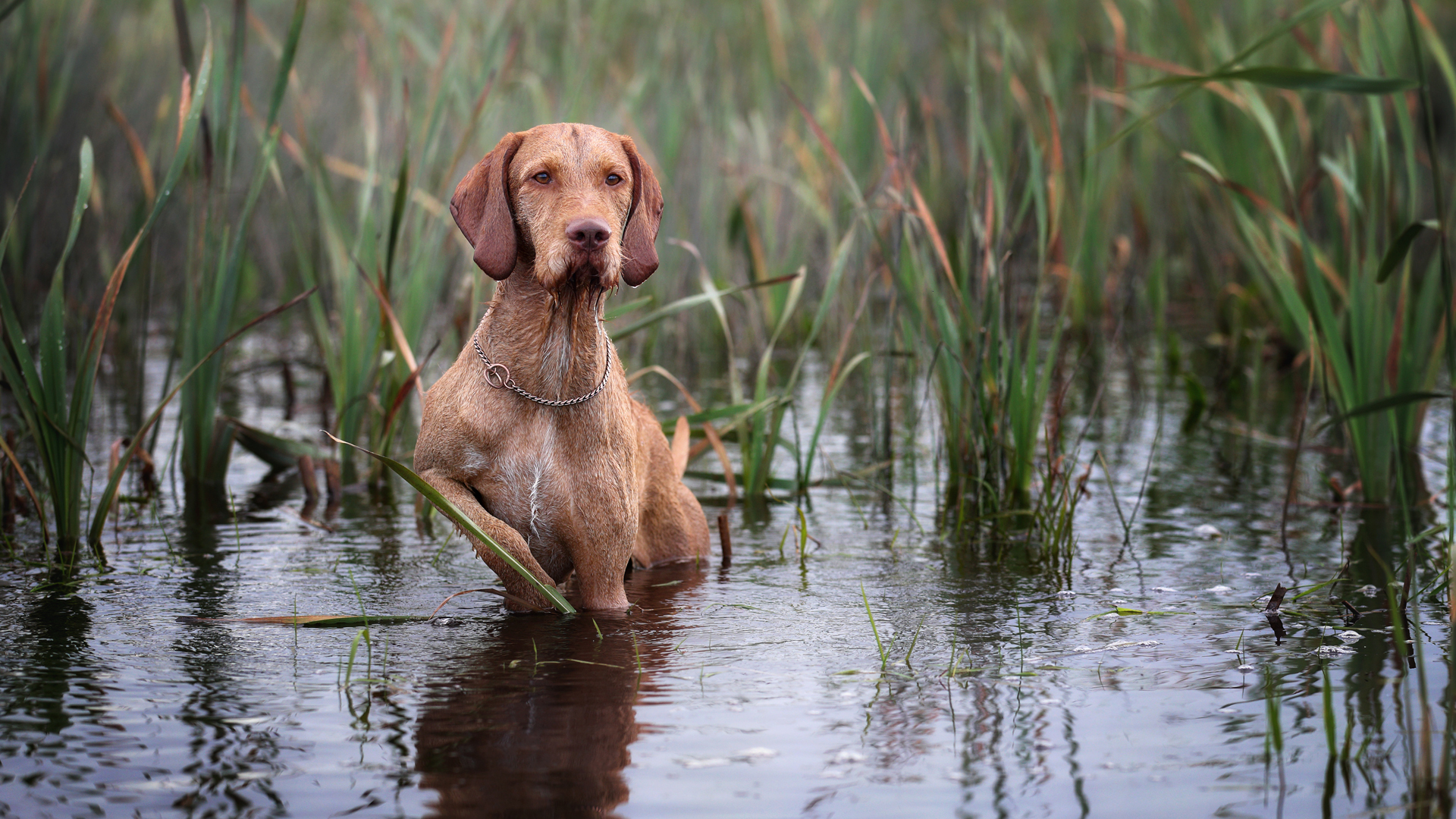 wildundhund.de