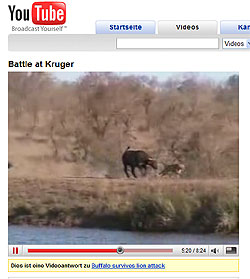 Kaffernbüffel vs. Löwe