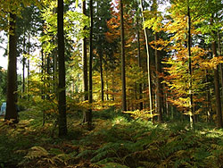 Deutscher Forst