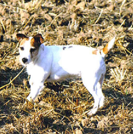 Jack RusselTerrierhündin vermisst WILD UND HUND