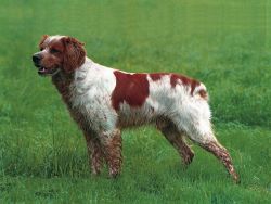Prüfungs- und Leistungszeichen für Bretonische Vorstehhunde