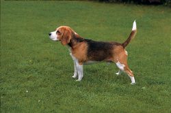 Jagd-Beagle