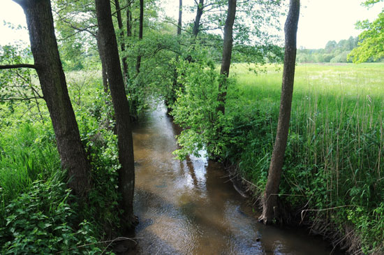 Waldwiesen an der Sorge, die durch den einstigen Kreis Preußisch-Holland fließt. 