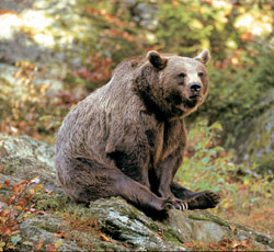 Ursus Arctos