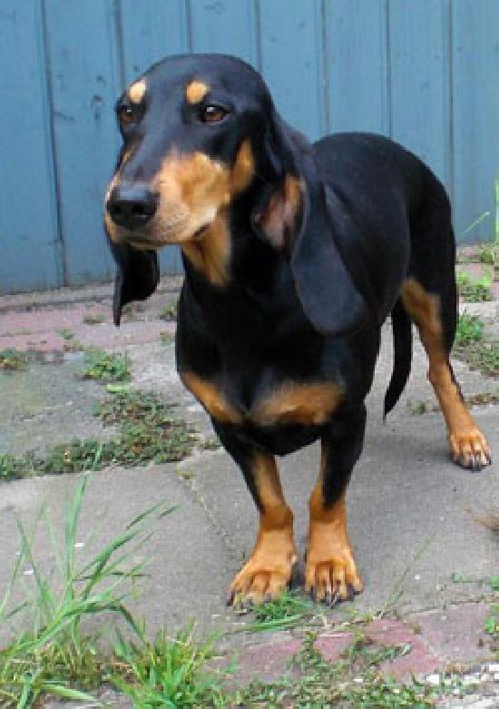 Schweizer Niederlaufhund &quot;Schümli&quot; vermisst! WILD UND HUND