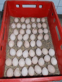 Wildtruthühner Kottenforst Foto 8_500 Eiern in der Brutmaschine_250