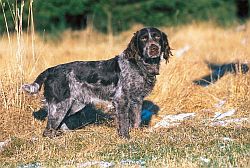 Der Verein für Deutsche Wachtelhunde wickelt als erster Zuchtverein sein Prüfungswesen über DOGBASE ab.