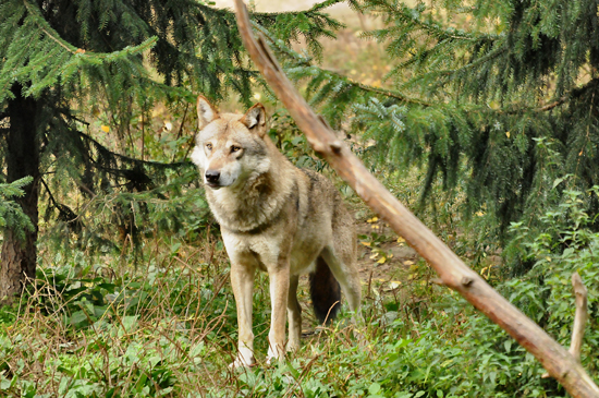 RS48928_Wolf_550