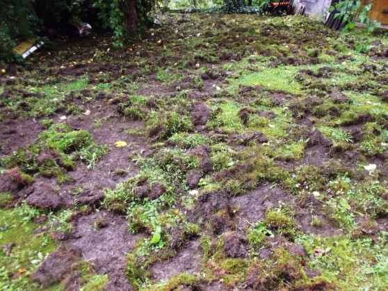 Die Schwarzwildschäden im Harzdorf Wieda nehmen überhand. Die Hausgärten sind großflächig betroffen.