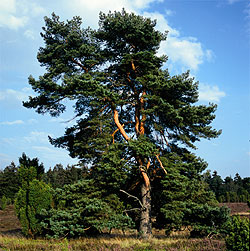 Kiefer - Baum des Jahres 2007